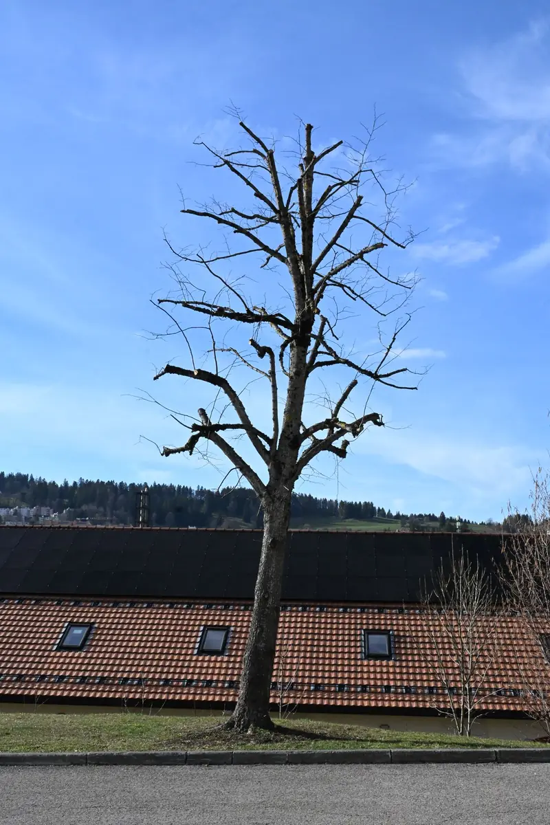 Taille d'arbres par C&V Jardin Magique, La Chaux-de-Fonds