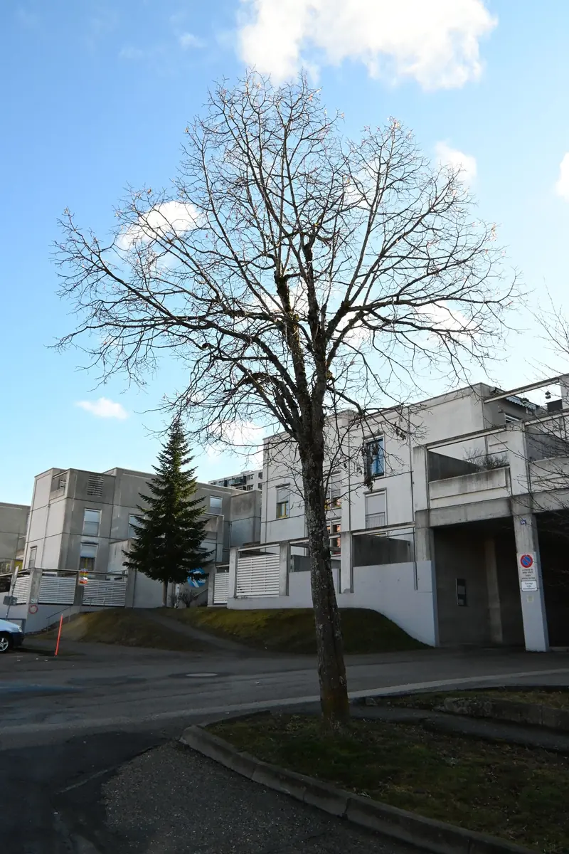 Taille d'arbres par C&V Jardin Magique, La Chaux-de-Fonds