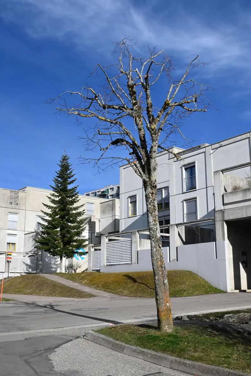 Taille d'arbres par C&V Jardin Magique, La Chaux-de-Fonds