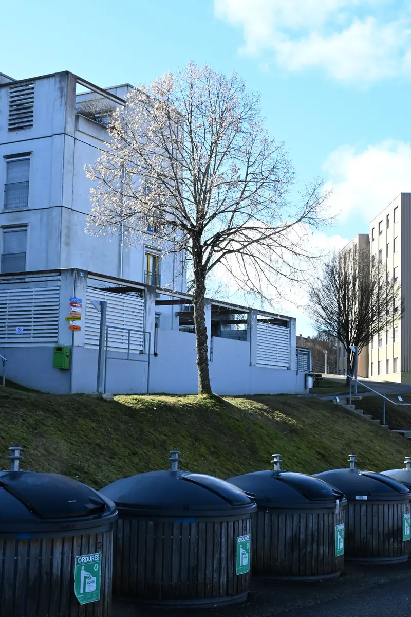 Taille d'arbres par C&V Jardin Magique, La Chaux-de-Fonds